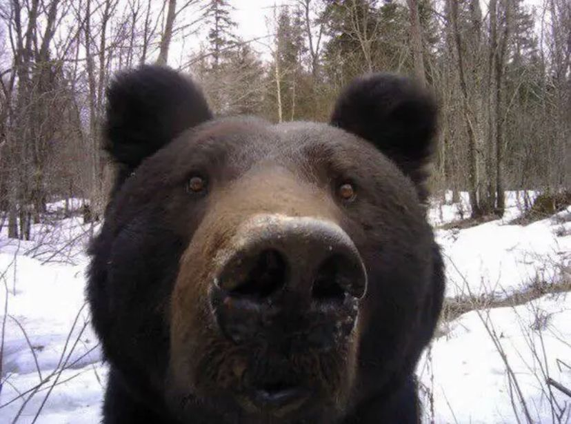 Wiadomości na forum Bear14