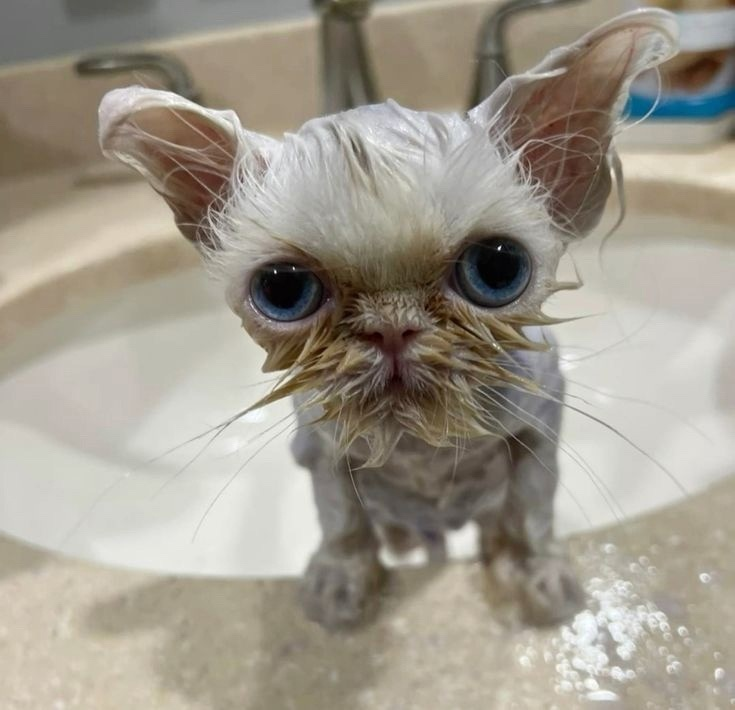 Сообщений на форуме Jentos