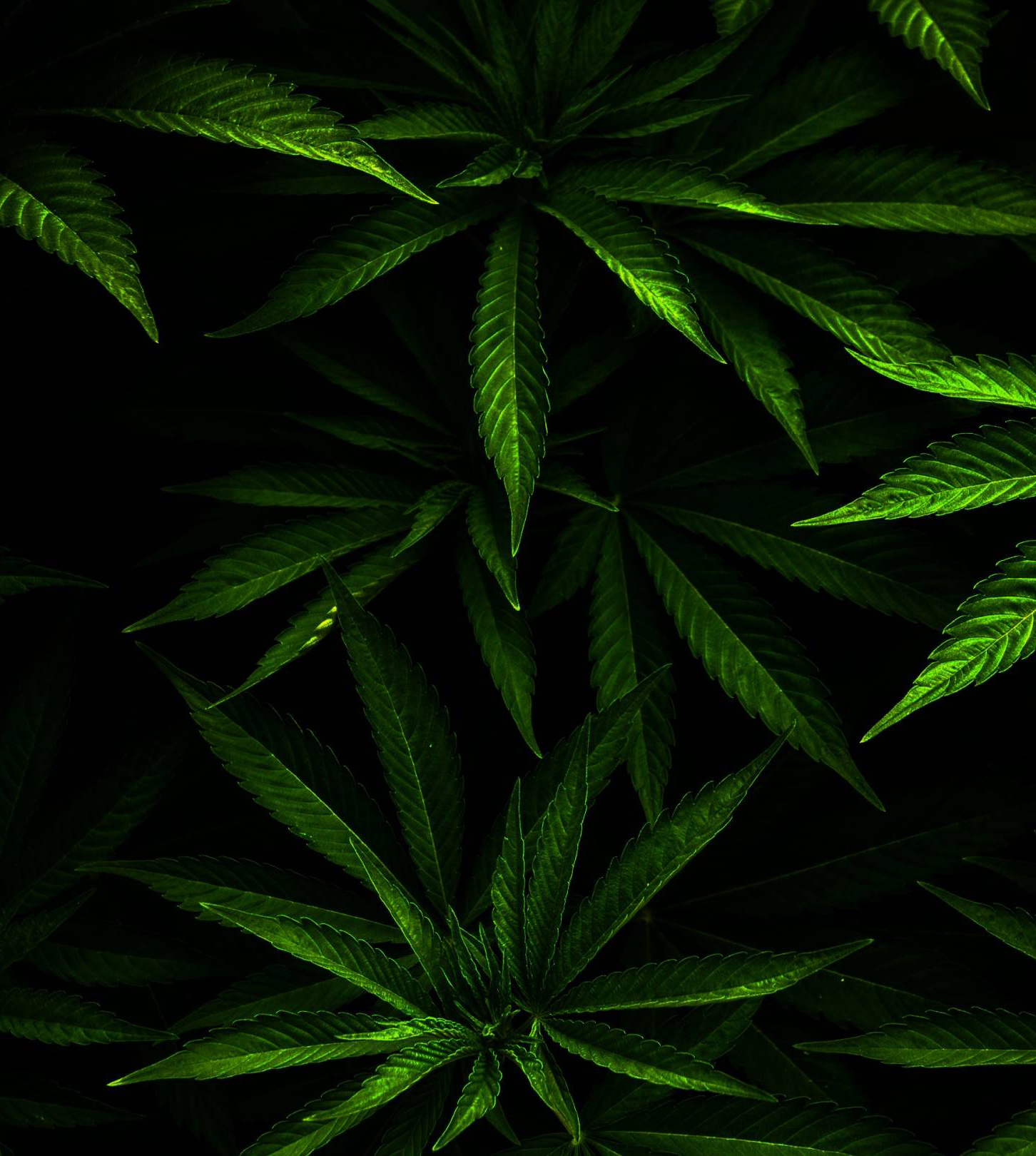 Сообщений на форуме SneGoWuk