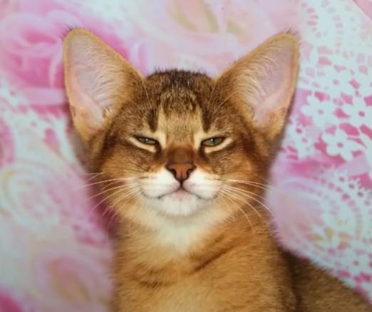 Сообщений на форуме Ton4uk_1337