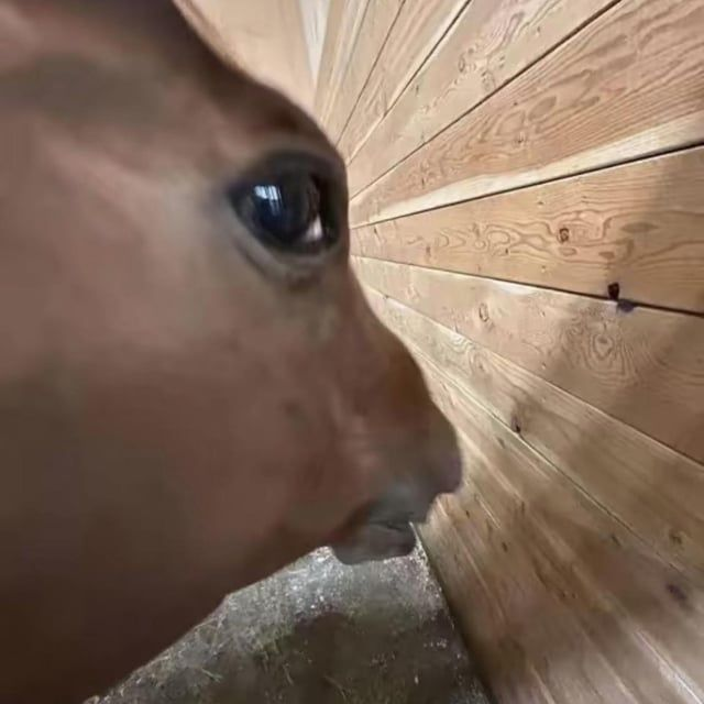 Повідомлень на форумі WhatTheLigma