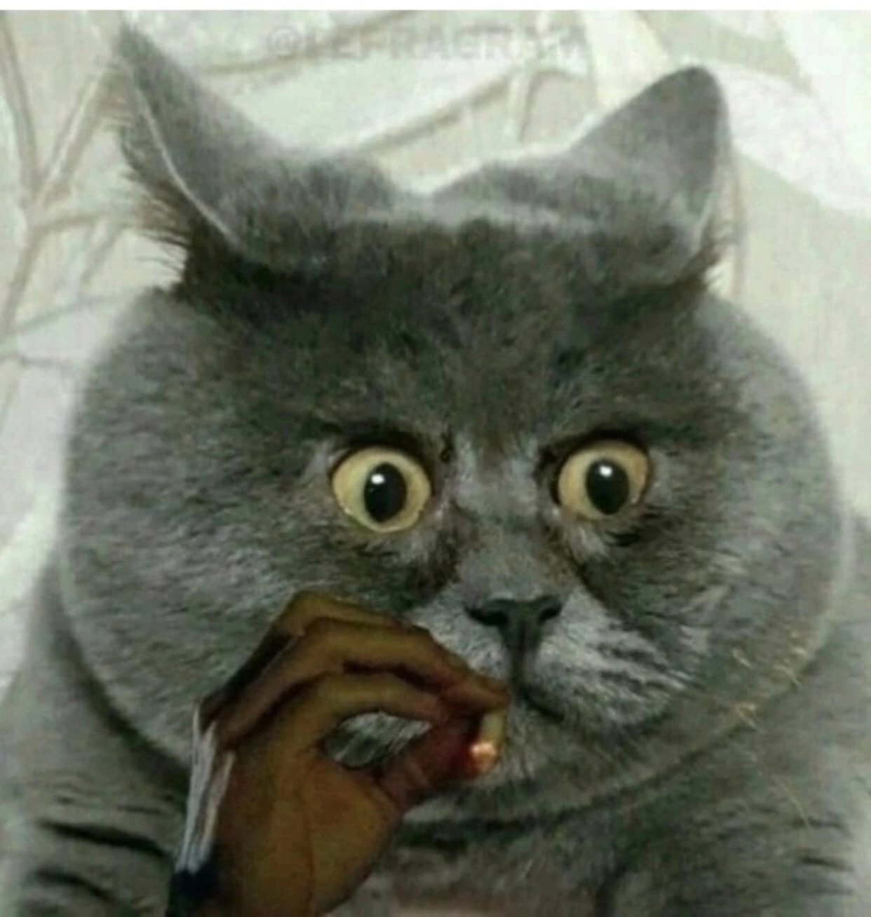 Повідомлень на форумі fugr