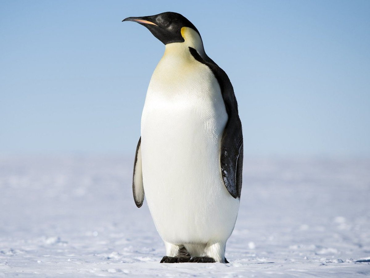 Сообщений на форуме jimzu_