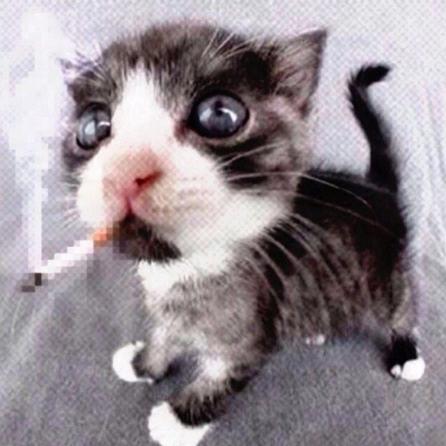 Повідомлень на форумі memnyx